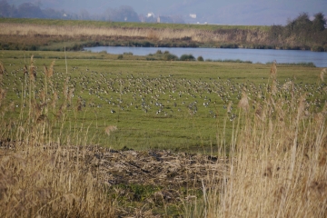 Avocets arrive in force
